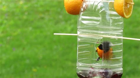 How To Make Homemade Oriole Feeder How To Make A DIY Oriole Feeder From Baling Wire And A Deli Cup - YouTube